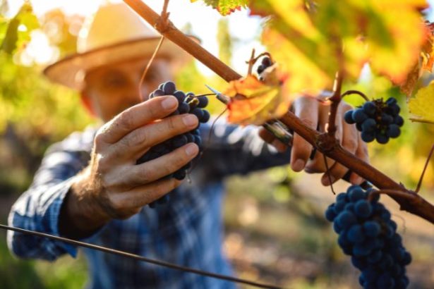 Paulo Augusto Berchielli