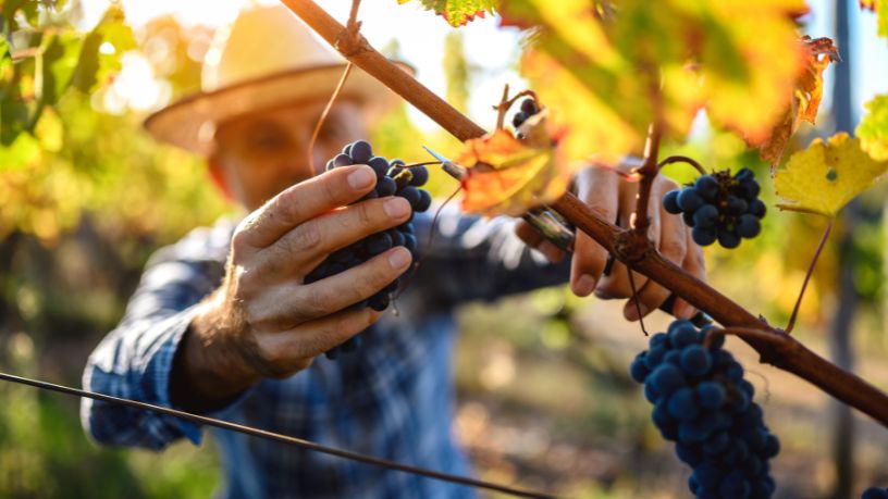 Paulo Augusto Berchielli