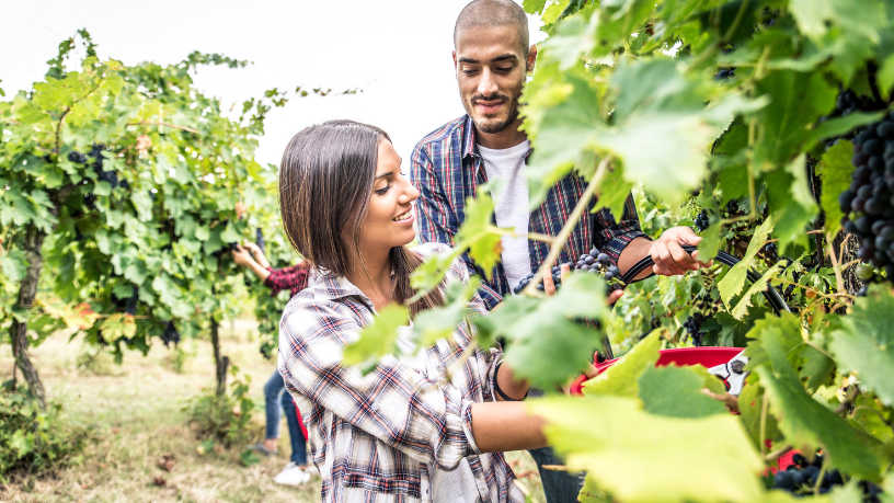 João Eustáquio De Almeida Junior analisa como feiras e eventos agropecuários se tornaram vitrines estratégicas para negócios, tecnologia e inovação no campo.