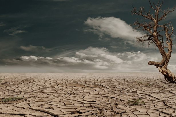 Árvore solitária em uma paisagem árida e rachada, sob um céu nublado, representando os efeitos da seca.