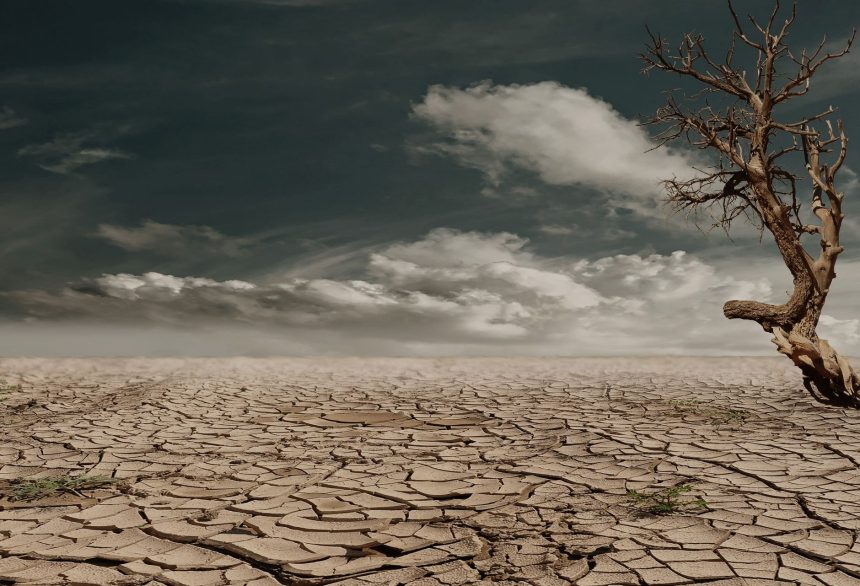 Árvore solitária em uma paisagem árida e rachada, sob um céu nublado, representando os efeitos da seca.
