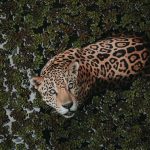 Onça-pintada nada entre plantas aquáticas em ambiente de floresta tropical.