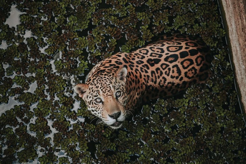 Onça-pintada nada entre plantas aquáticas em ambiente de floresta tropical.